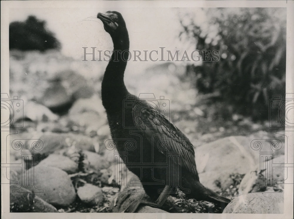 1936 Press Photo The Black Cormorant in the isolated island of Yellowstone Lake