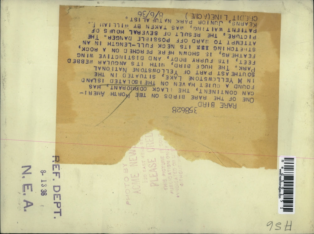 1936 Press Photo The Black Cormorant in the isolated island of Yellowstone Lake