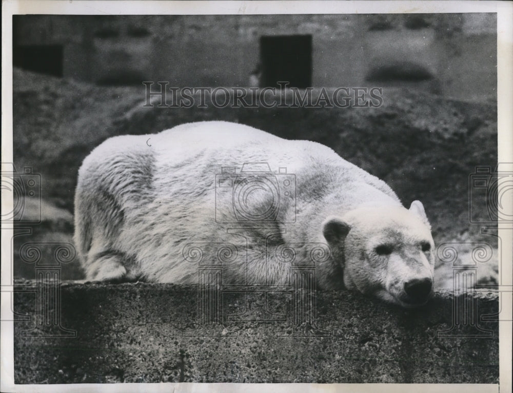 1957 Press Photo Mischa, London Zoo's Polar Bear