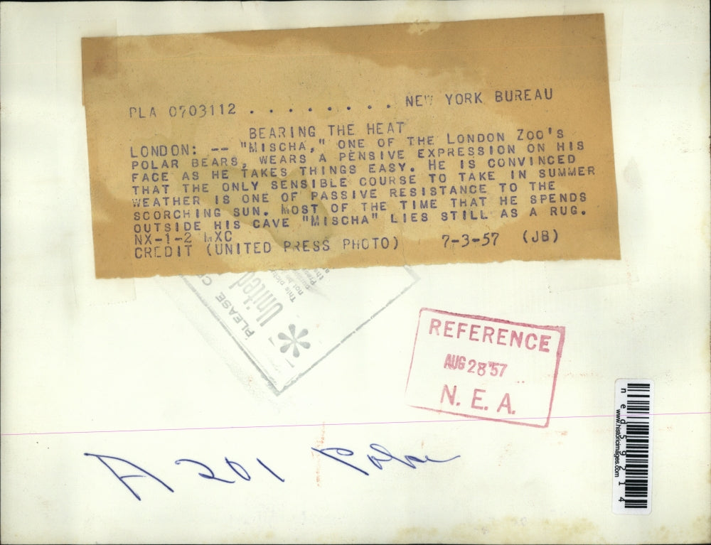 1957 Press Photo Mischa, London Zoo's Polar Bear