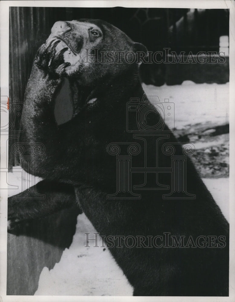 1955 Press Photo Bear Scratching Face In The Snow