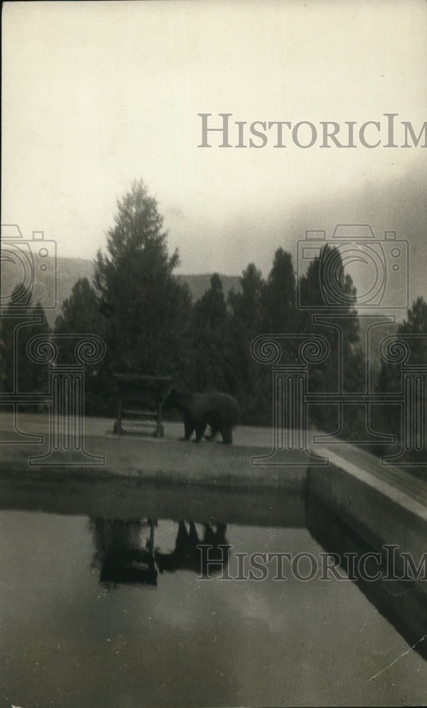 1924 Press Photo Bear Bathing Beauty Poses At The Pool
