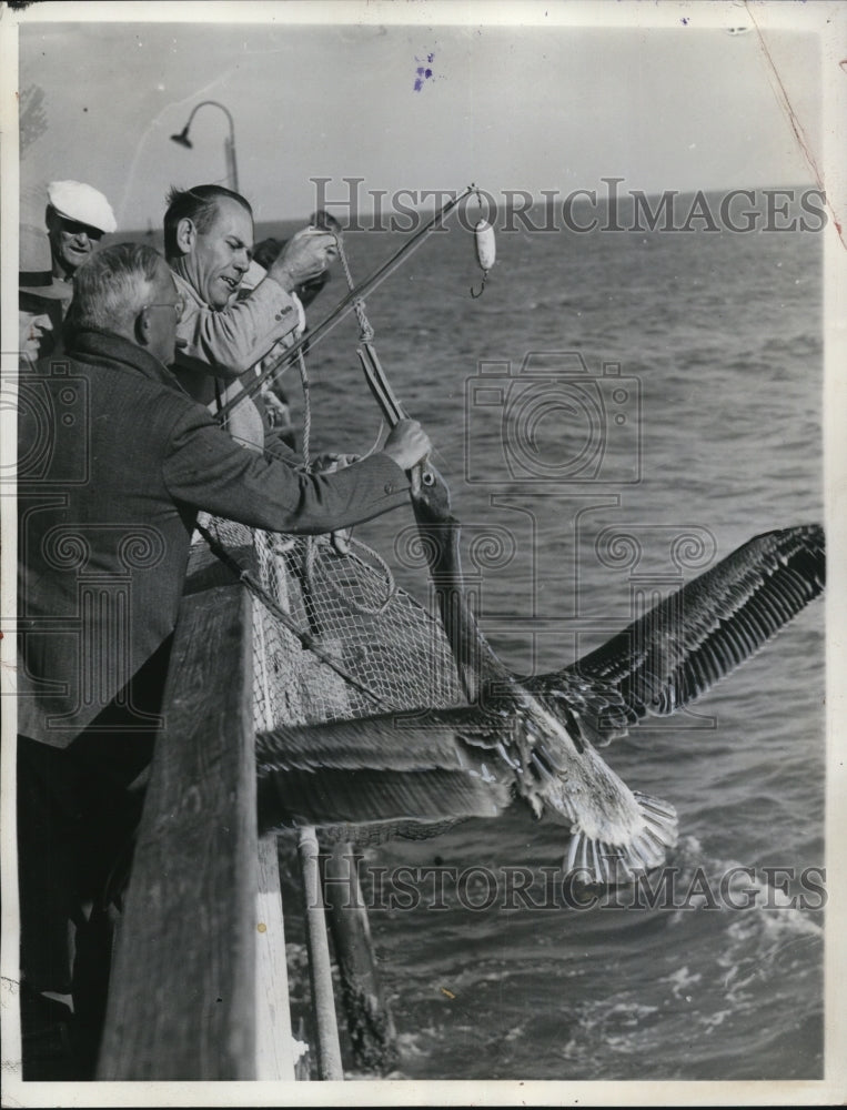 1936 Press Photo Harry Wetl caught a long nosed Pelican accidentally