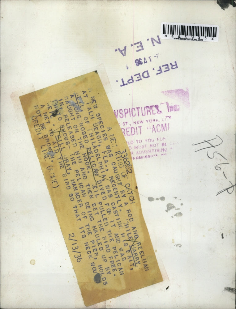 1936 Press Photo Harry Wetl caught a long nosed Pelican accidentally