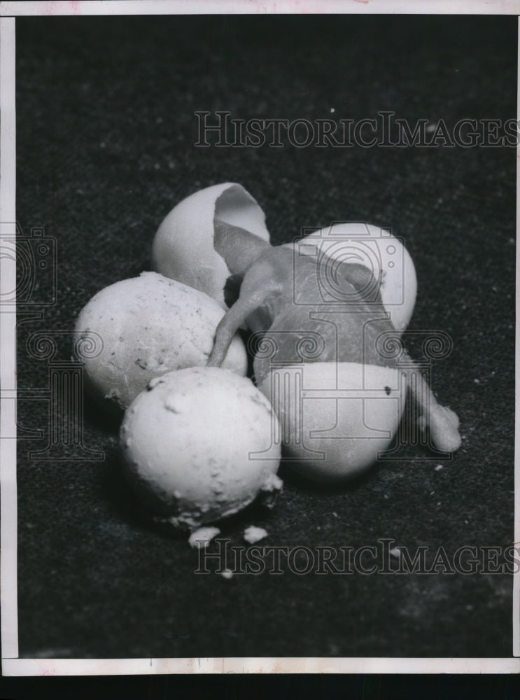 1951 Press Photo A Baby Parakeet breaks out of its shell.