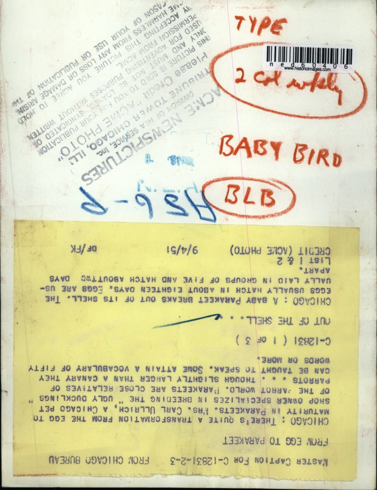 Load image into Gallery viewer, 1951 Press Photo A Baby Parakeet breaks out of its shell.
