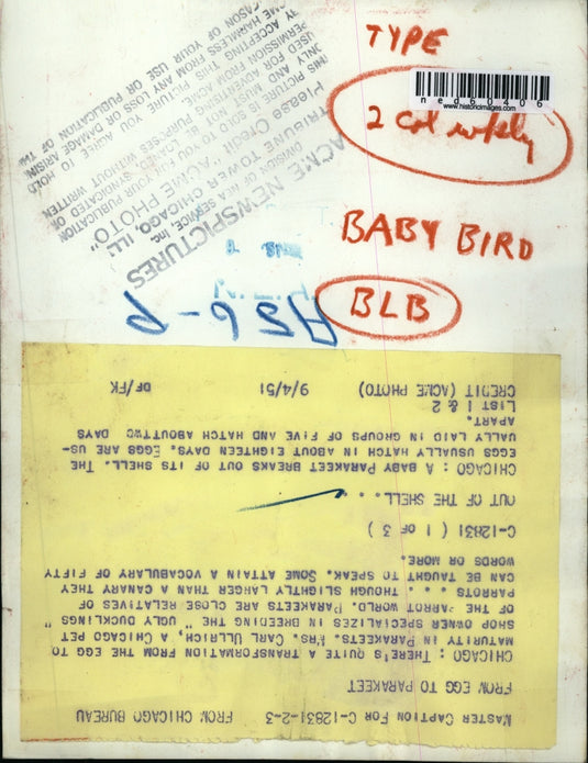 1951 Press Photo A Baby Parakeet breaks out of its shell.