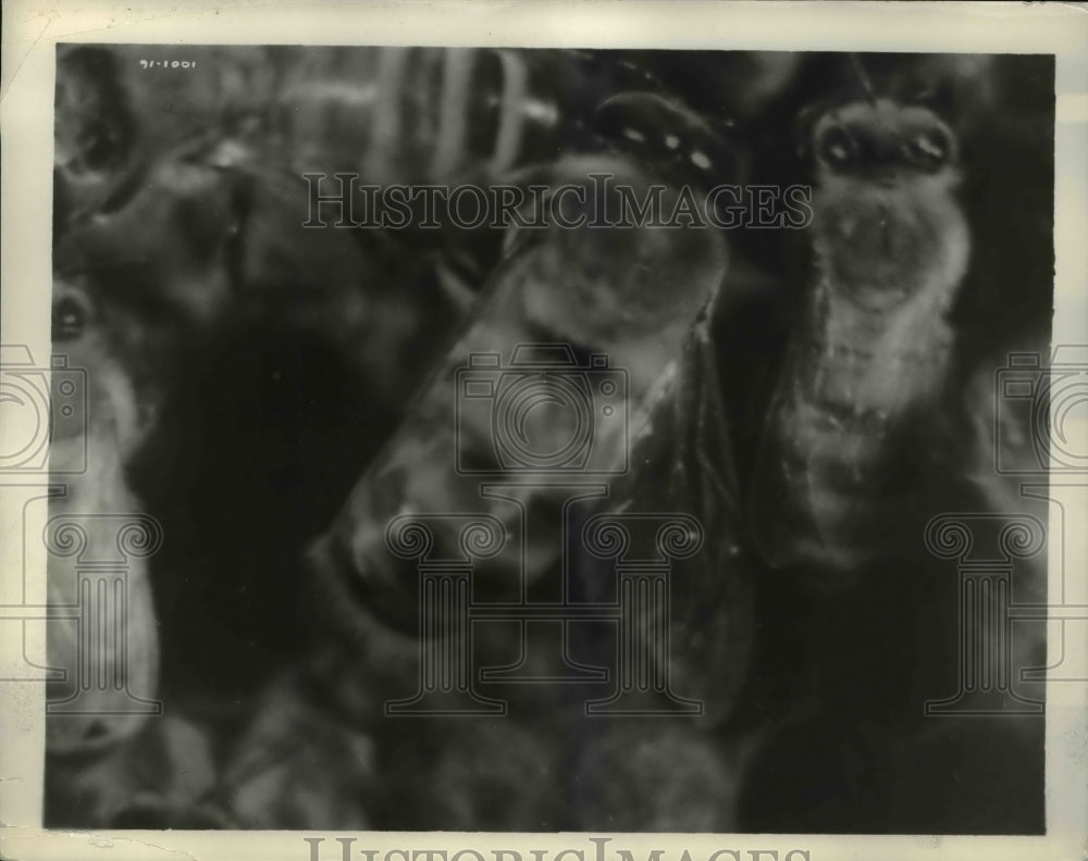 1935 Press Photo Queen bee about to lay egg in a hive cell