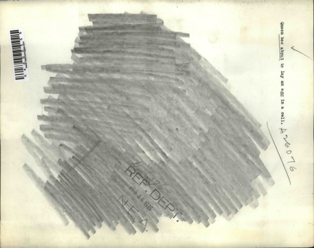 1935 Press Photo Queen bee about to lay egg in a hive cell