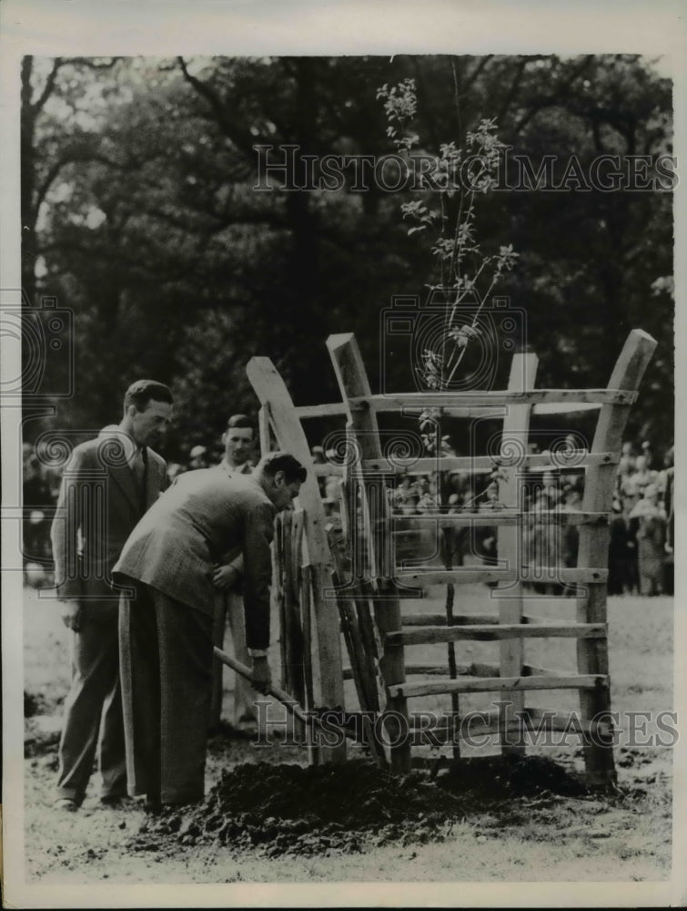 1937 Press Photo King George VI, of England, plants coronation Oak