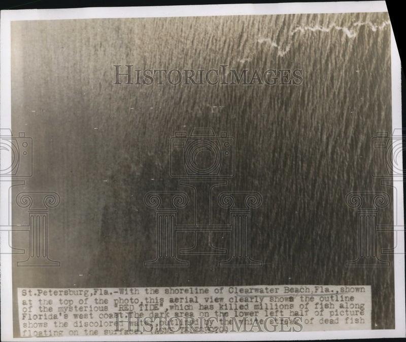 Load image into Gallery viewer, 1947 Press Photo St Petersburg Florida Beach Red Tide Killed Millions Of Fish
