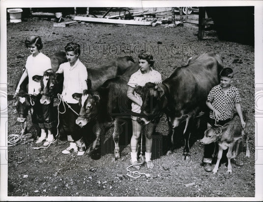 1955 Press Photo Wichita Kansas LE Alexander Heifer cows & triplet calves