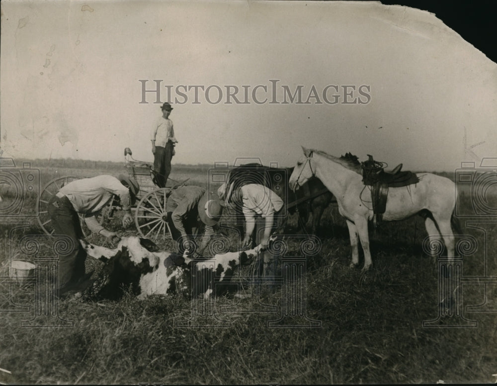 1923 Press Photo A cow being cut into quarters at a cattle ranch