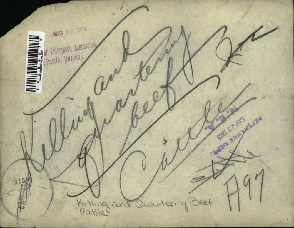 1923 Press Photo A cow being cut into quarters at a cattle ranch