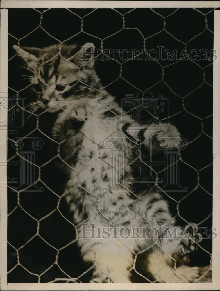 1927 Press Photo Tiger, a tabby cat, climbs barn window in Hertfordshire, UK