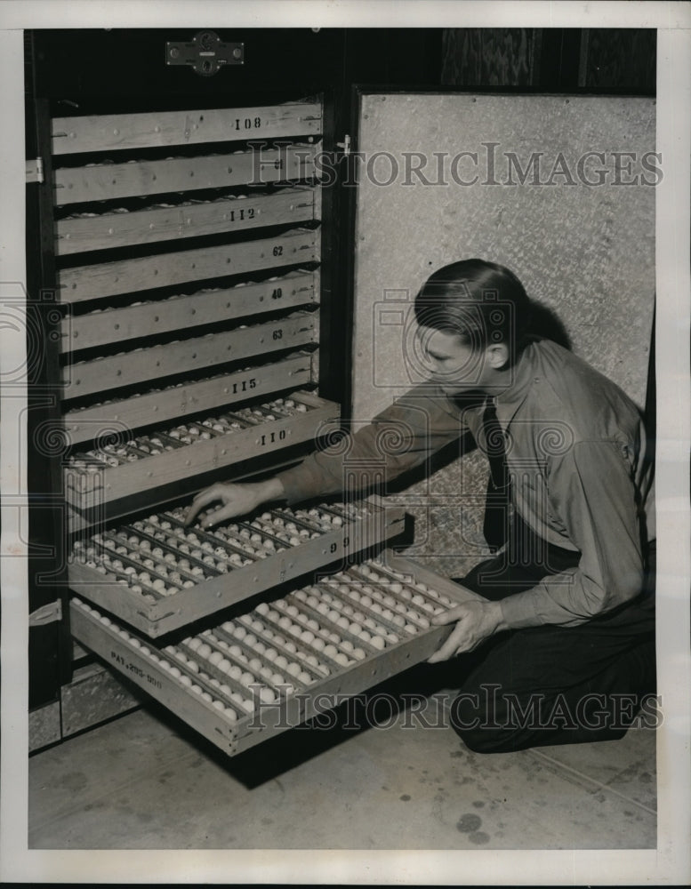 Load image into Gallery viewer, 1939 Press Photo A.V. King State bird conservationist
