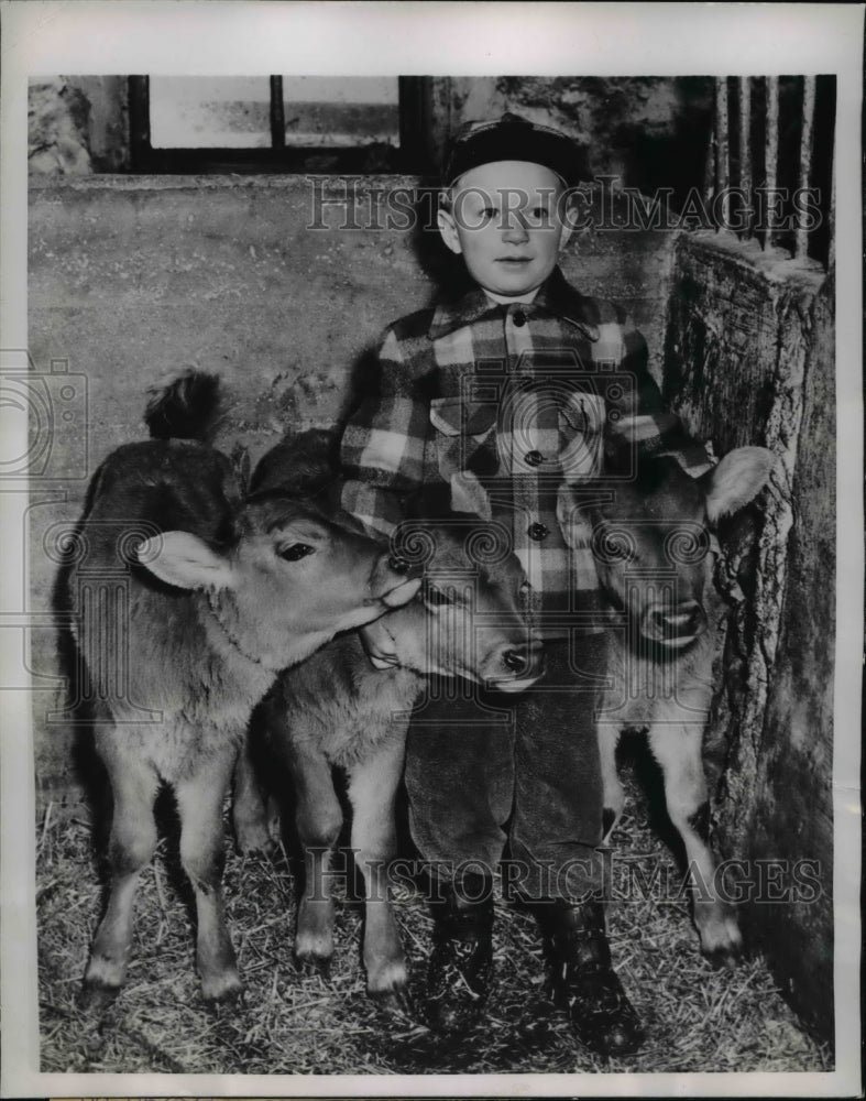 1950 Press Photo Triplet calves was born oned by Elgry Roy
