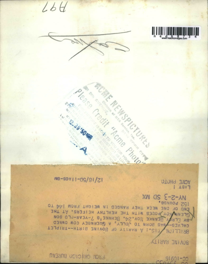 1950 Press Photo Triplet calves was born oned by Elgry Roy