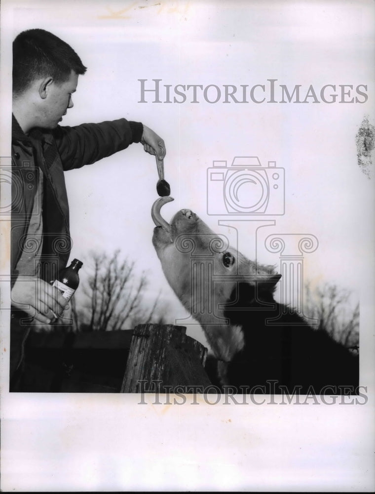 1961 Press Photo John Phillip and pet calf- Historic Images