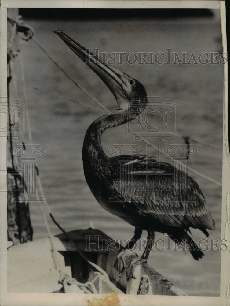 1936 Press Photo The Old, Sociable Billy Pelican