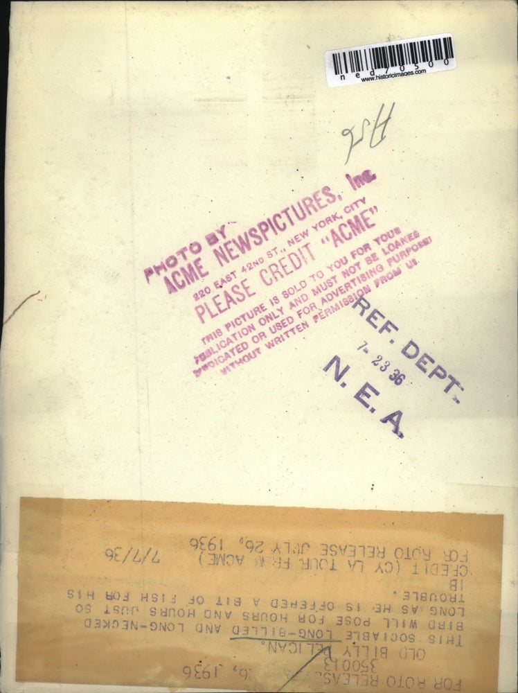 1936 Press Photo The Old, Sociable Billy Pelican