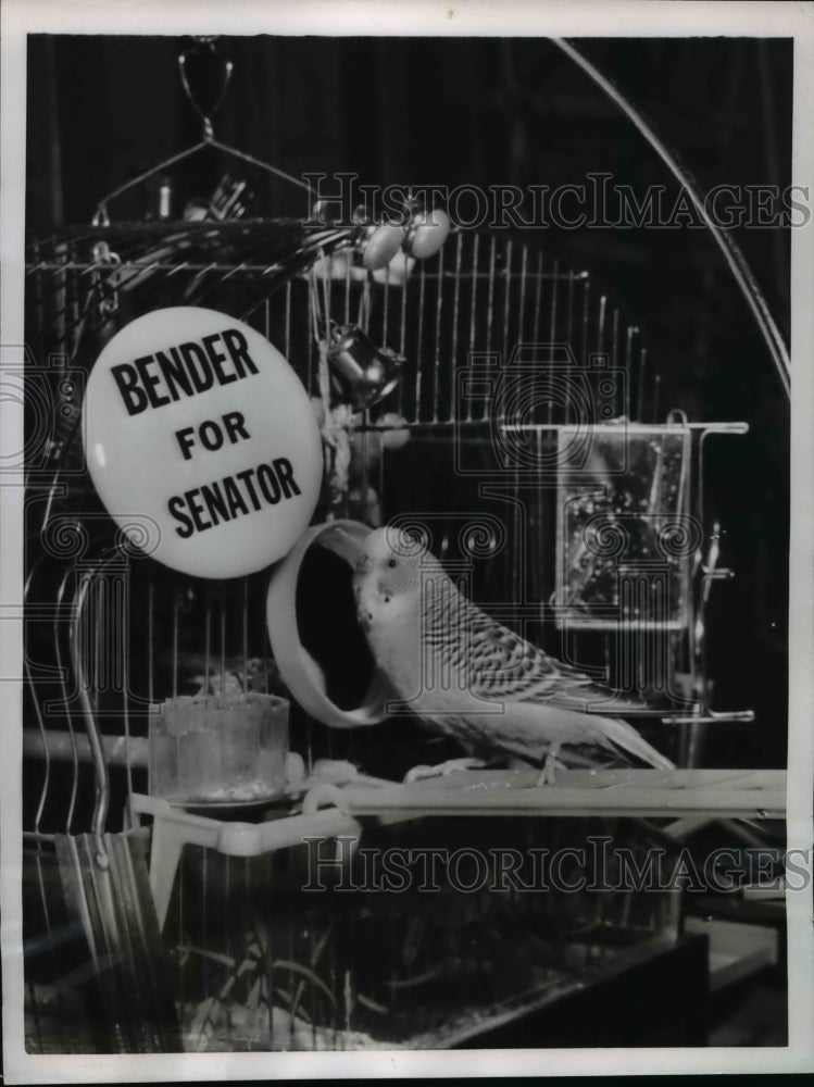 Load image into Gallery viewer, 1955 Press Photo Kiwi, a parakeet in Senator G. Bender's office in Washington
