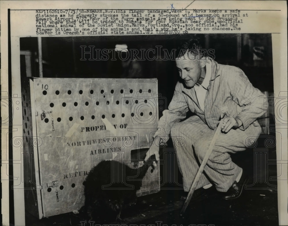 1958 Press Photo Jack Marks being friendly with the newly arrived wild beaver