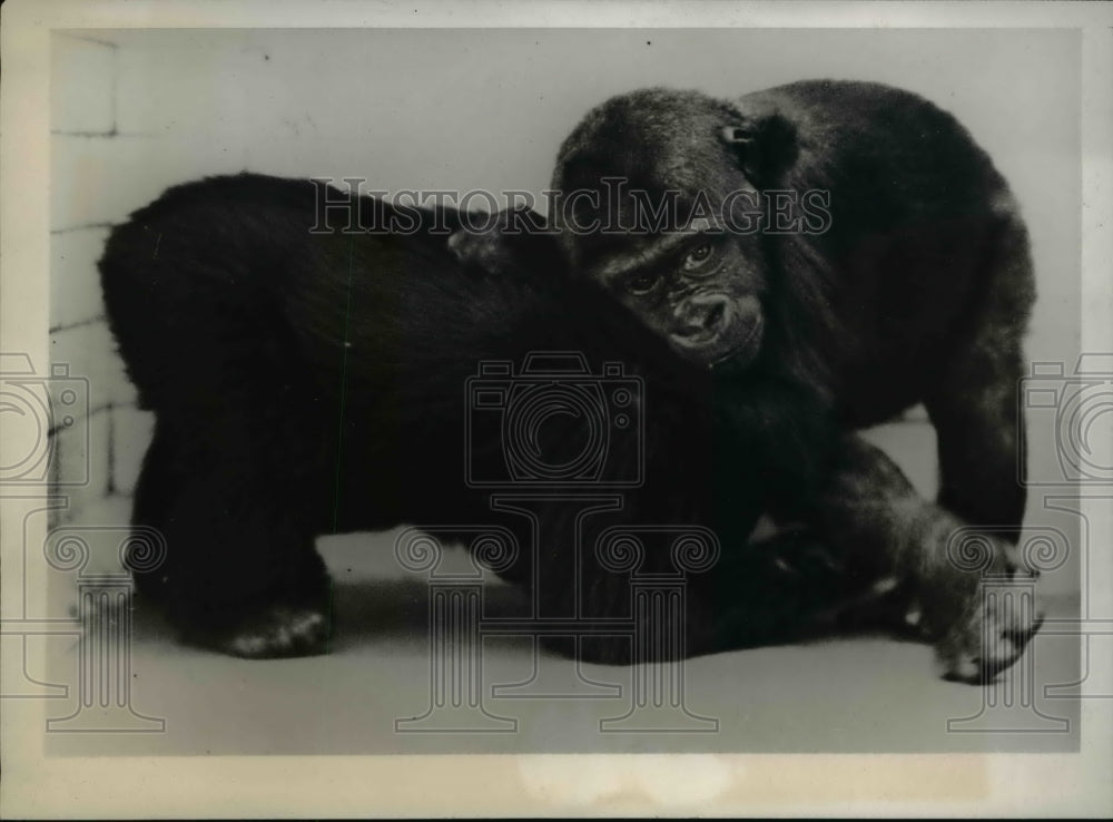 1939 Press Photo Moko and Meng playing at the London Zoo