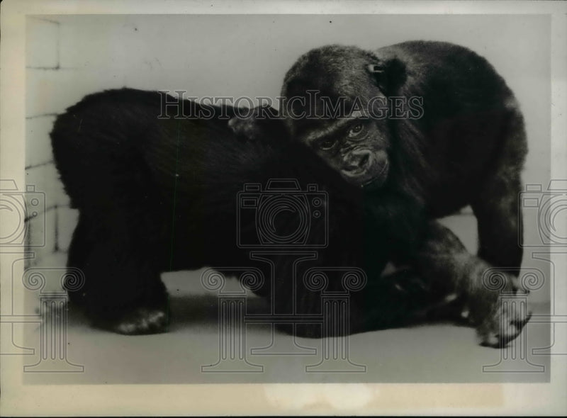 Load image into Gallery viewer, 1939 Press Photo Moko and Meng playing at the London Zoo

