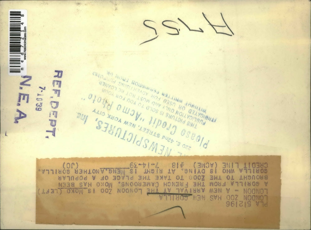 1939 Press Photo Moko and Meng playing at the London Zoo