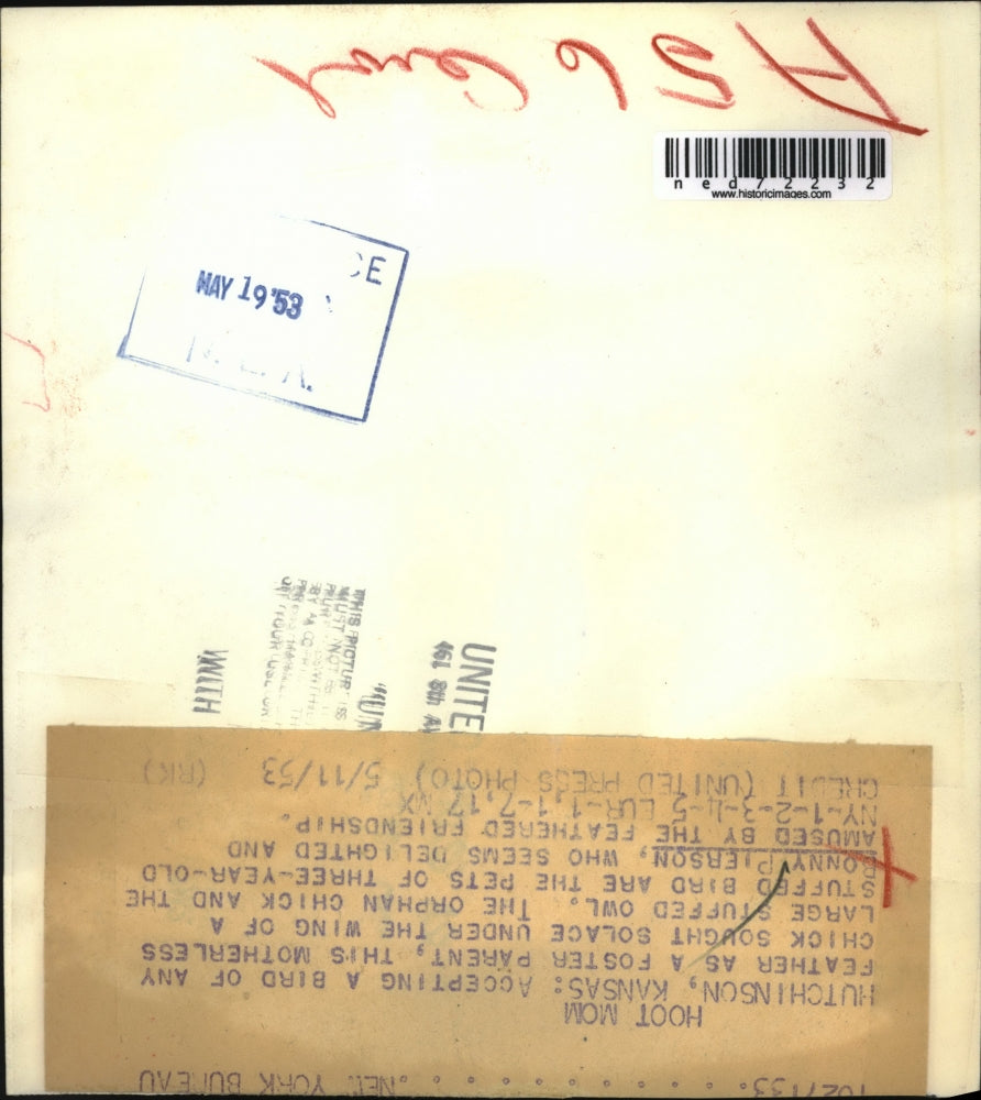 1953 Press Photo Bonny Pierson pets, a large stuffed owl & motherless chick