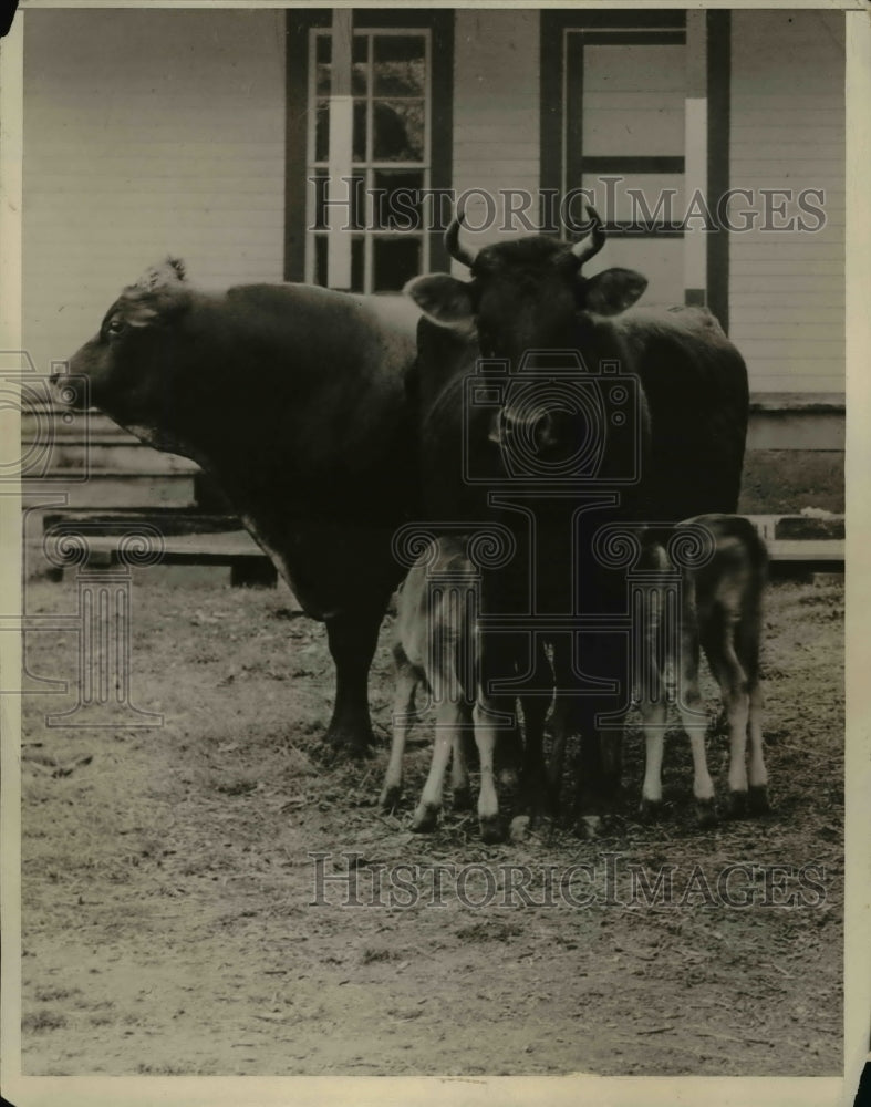 1927 Press Photo The triplet cows with their mom and dad