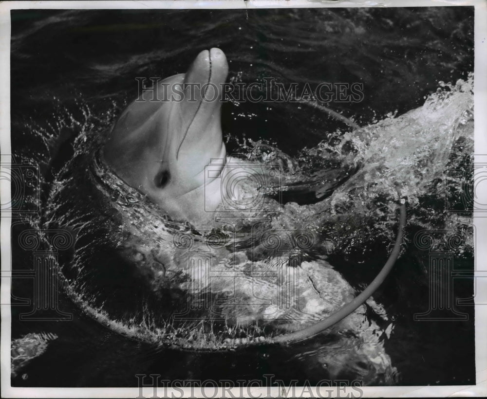1959 Press Photo Corky the porpoise at the Miami Seaquarium