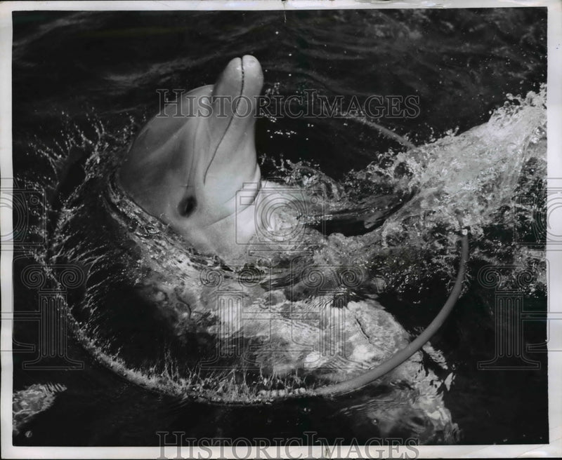 Load image into Gallery viewer, 1959 Press Photo Corky the porpoise at the Miami Seaquarium
