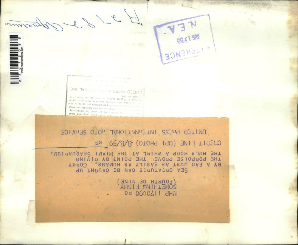 1959 Press Photo Corky the porpoise at the Miami Seaquarium