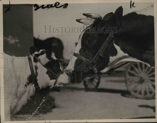 1922 Press Photo Molly kissing mama