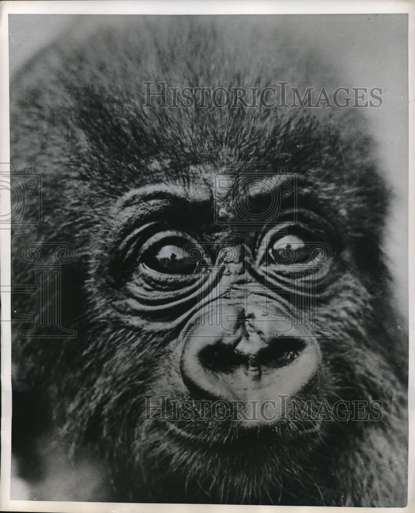 1952 Press Photo Bamboo was an ugly thing, weighed 11 pounds