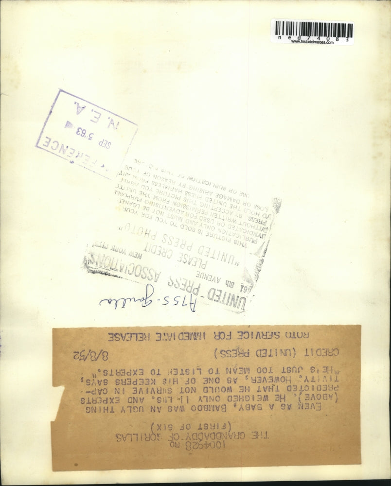 1952 Press Photo Bamboo was an ugly thing, weighed 11 pounds