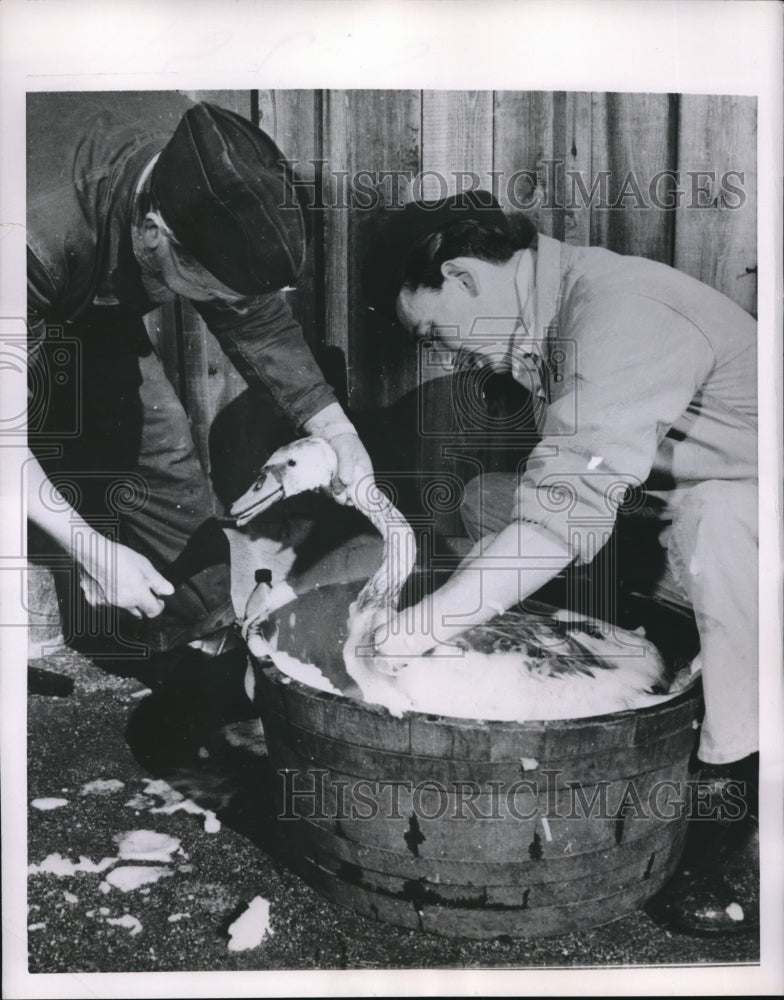 Load image into Gallery viewer, 1955 Press Photo Two attendants at the Stockholm Zoo giving a bath to a swan
