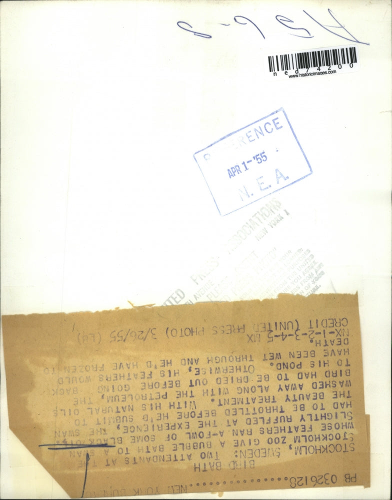 1955 Press Photo Two attendants at the Stockholm Zoo giving a bath to a swan