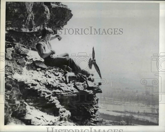 1939 Press Photo Duch hawk strikes head of one of Claighead- Historic Images