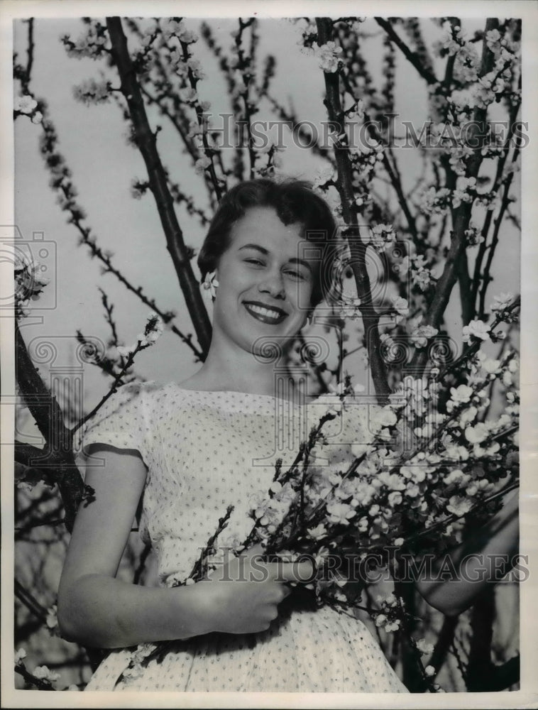 1957 Press Photo Yakima Wash Joan Lydin & apricot tree blossoms