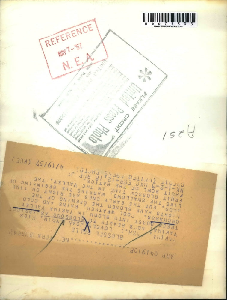 1957 Press Photo Yakima Wash Joan Lydin & apricot tree blossoms