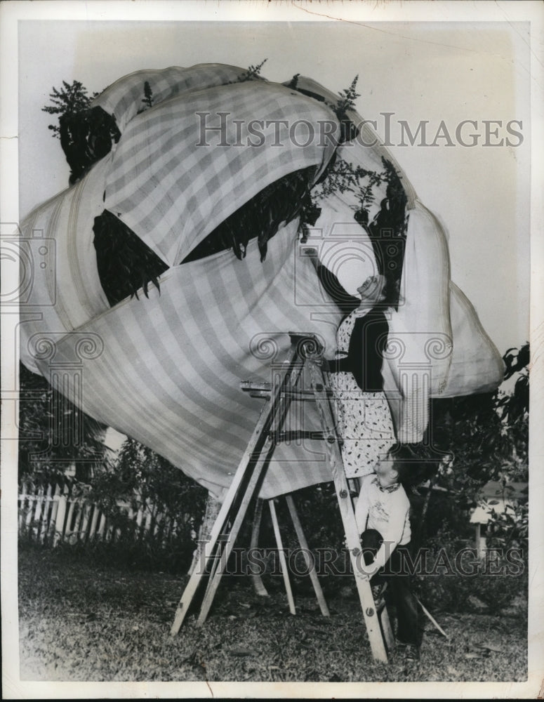1951 Press Photo Mrs. Kathryn Doyle, protecting her 1 Hayden Mango Tree