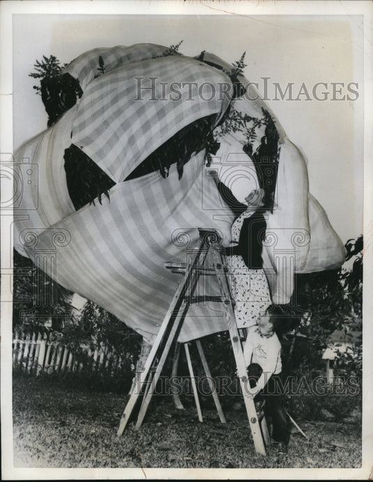 1951 Press Photo Mrs. Kathryn Doyle, protecting her 1 Hayden Mango Tree