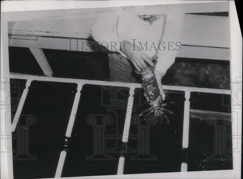 1937 Press Photo Female lobster covered in eggs ready to hatch