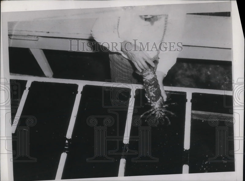 Load image into Gallery viewer, 1937 Press Photo Female lobster covered in eggs ready to hatch
