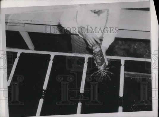 1937 Press Photo Female lobster covered in eggs ready to hatch