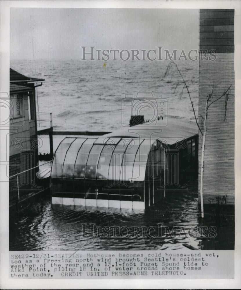 1951 Press Photo Seattle Wash hothouse flooded by 13.1 ft Puget Sound tide