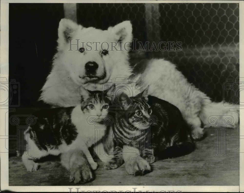 1933 Press Photo The dog babysits the kittens